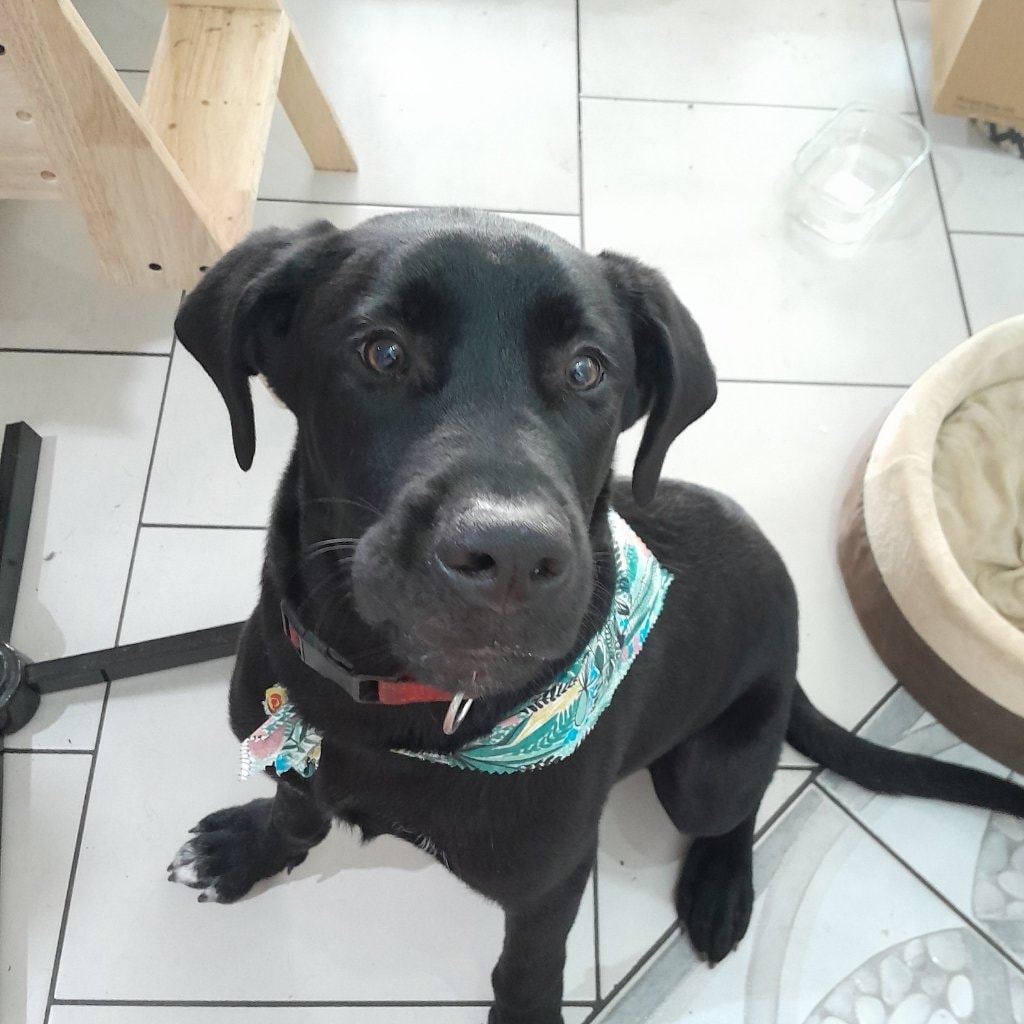 Onyx