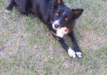 Sheeva