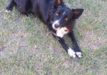Sheeva