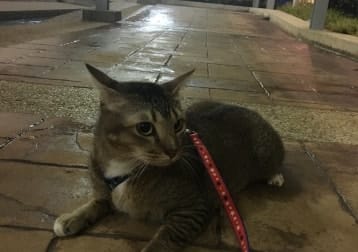 Gabriel