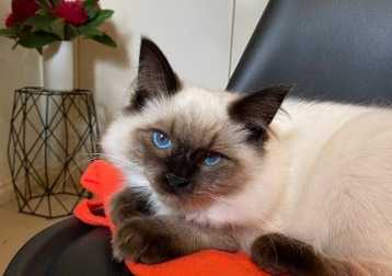 Leo