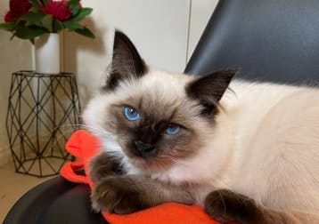 Leo