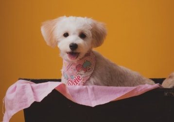 Pixie