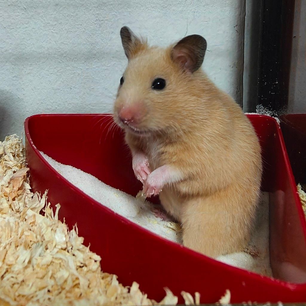 Hammy Hamilton