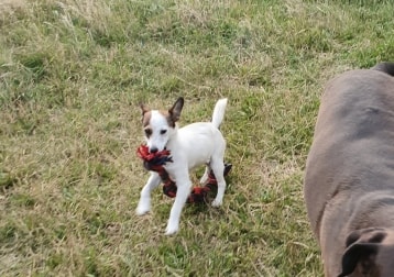 Bolt