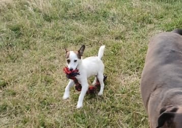 Bolt