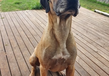 Duke