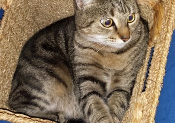 Tabitha