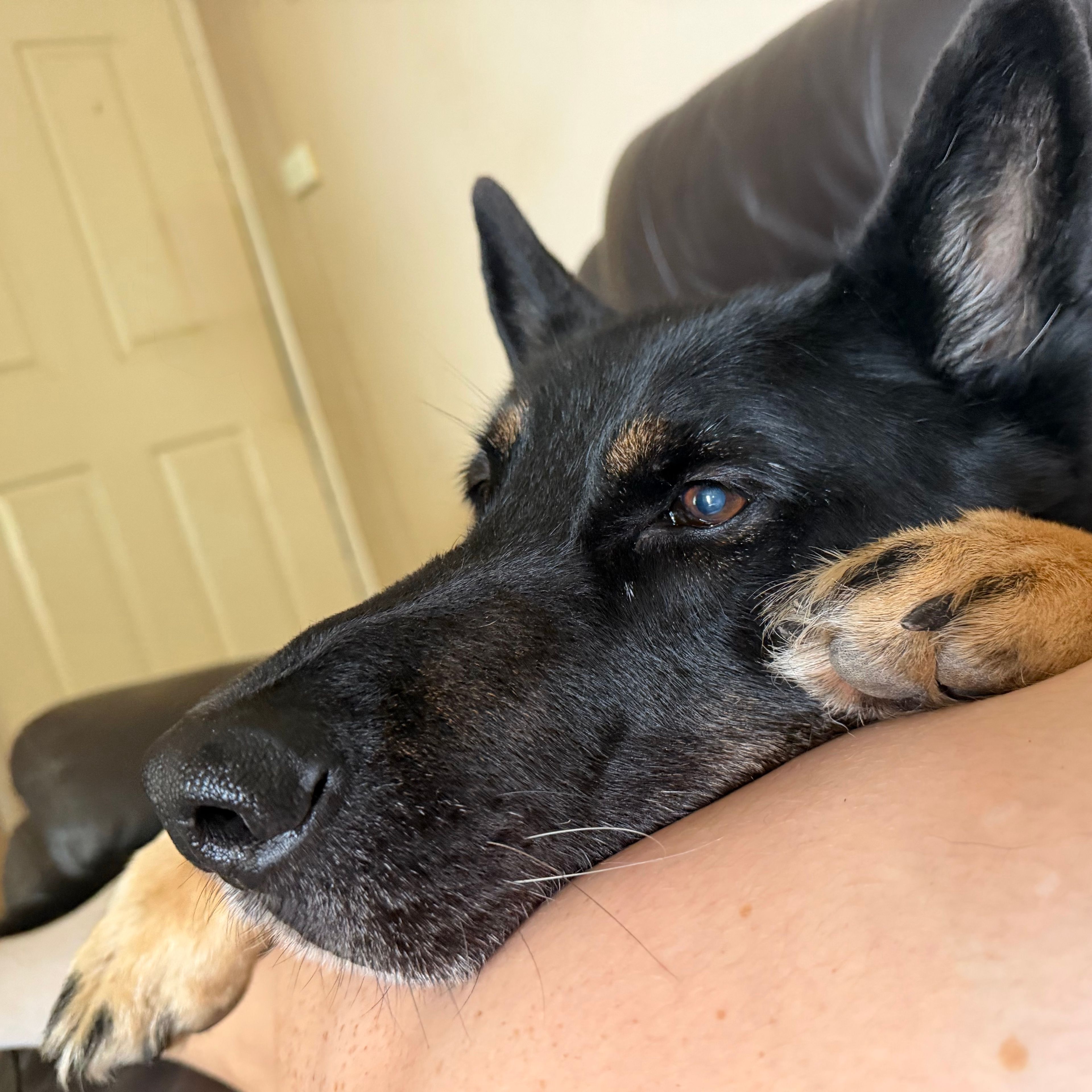 Odin