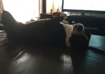 Buddy