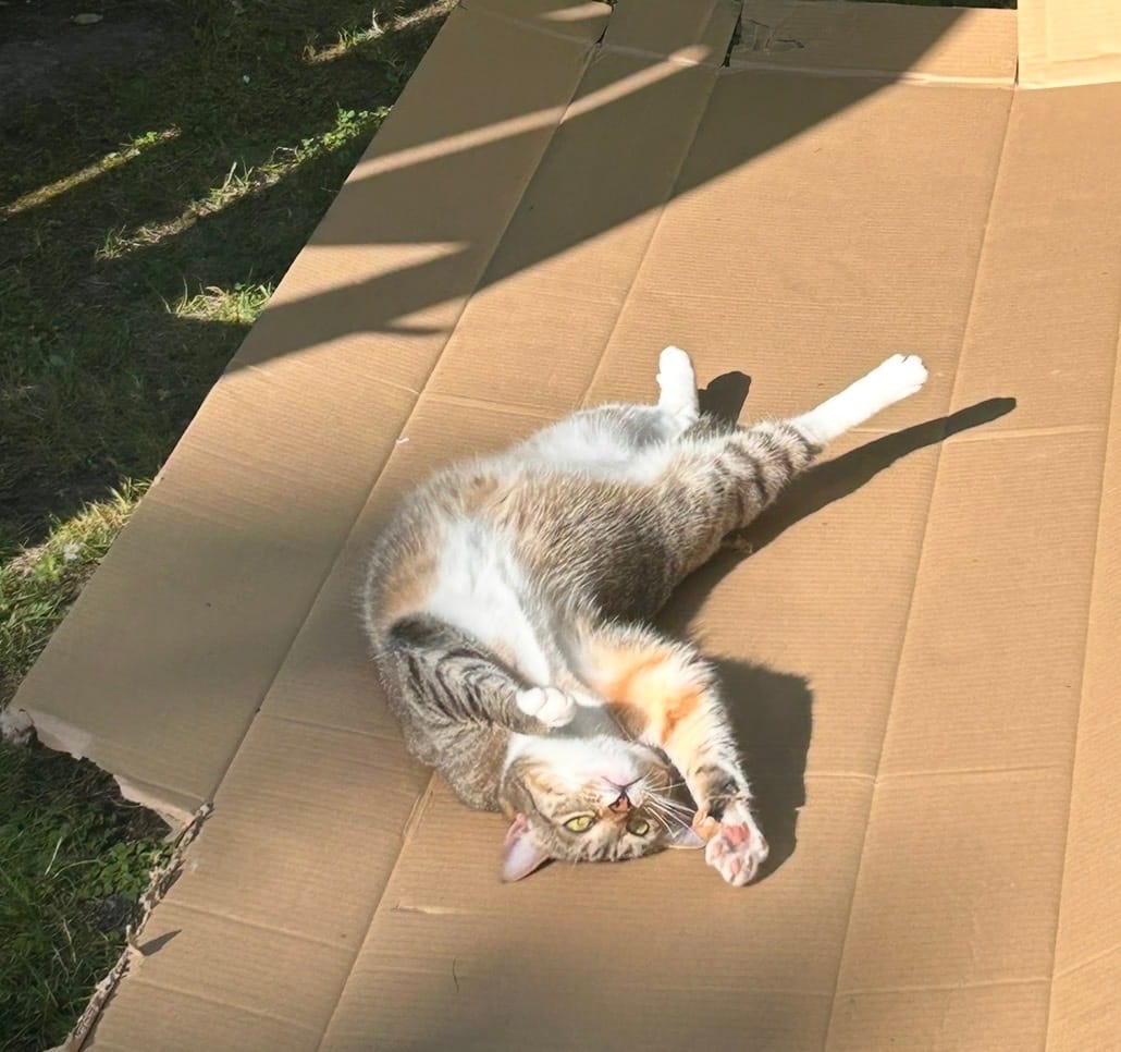 image-6