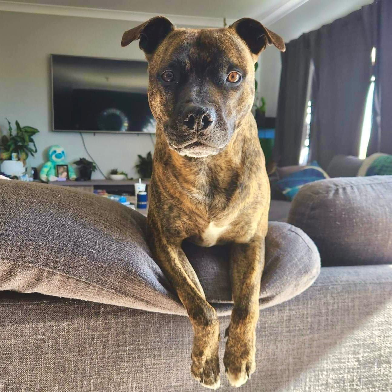 Dexter