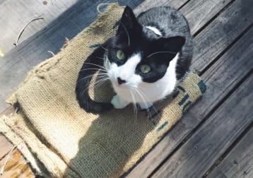Pepito