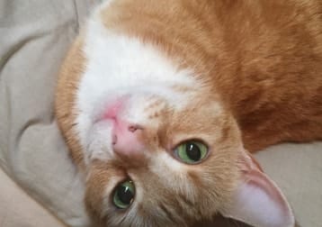 Taco
