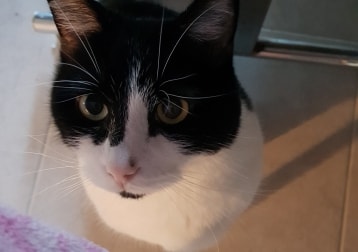 Mr Puss