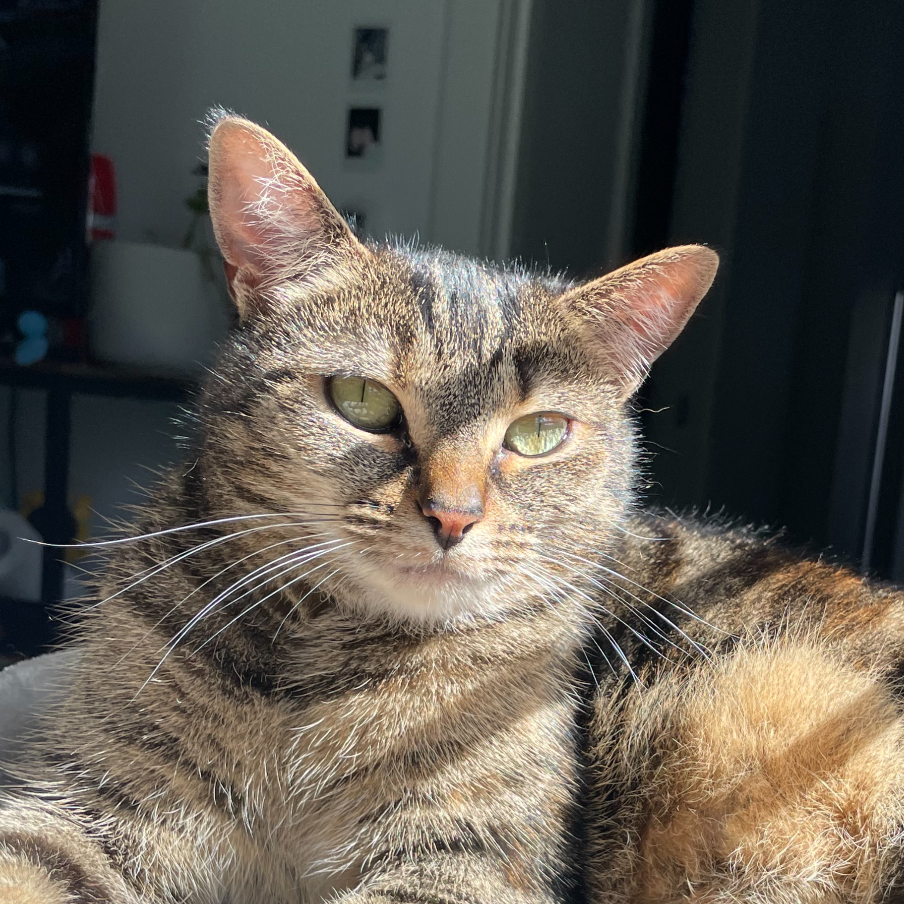 Gizmo