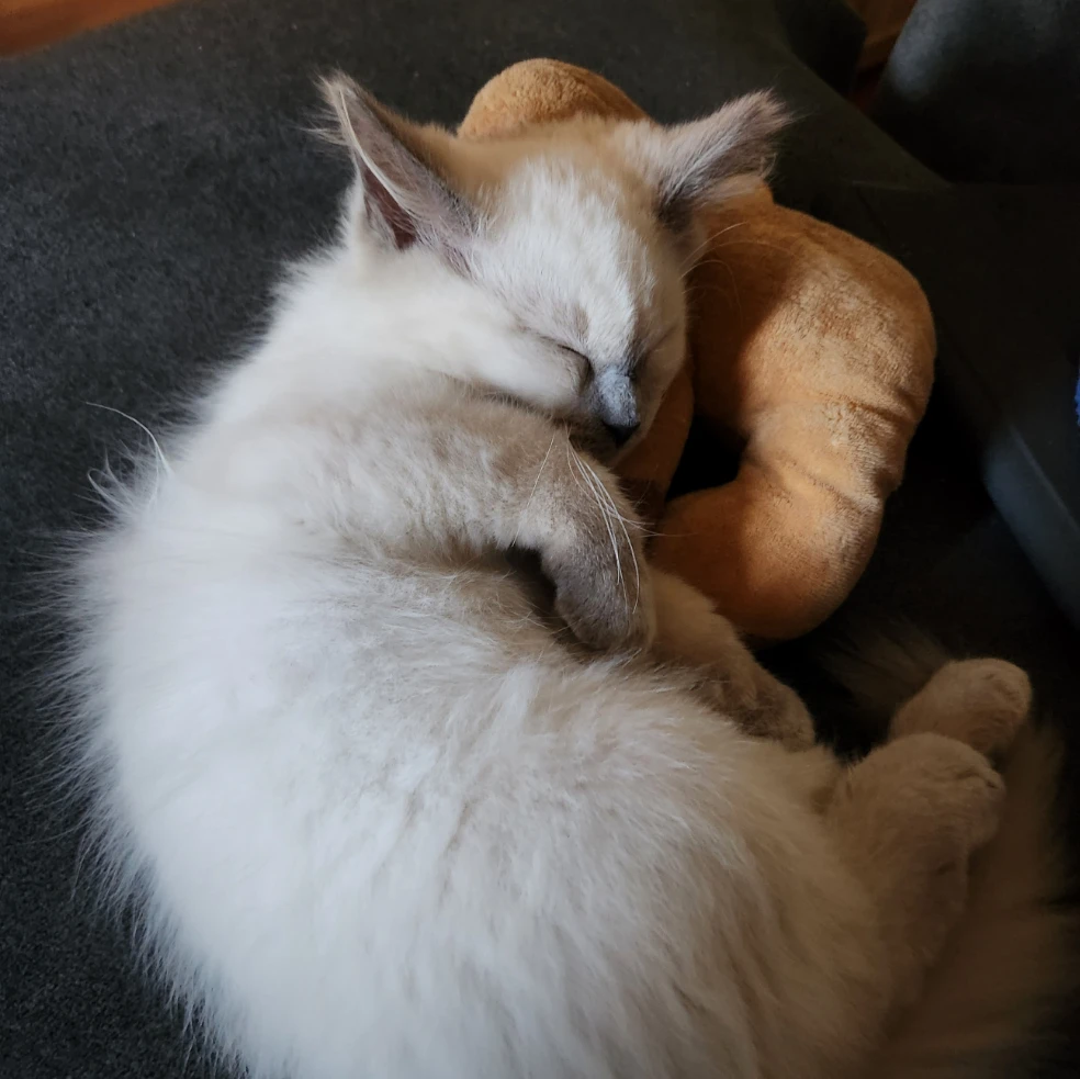 Maple