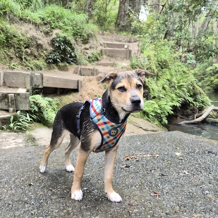Rocky