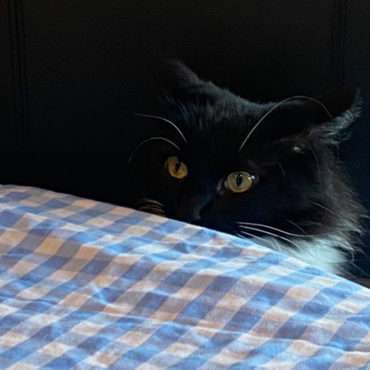 Tito 