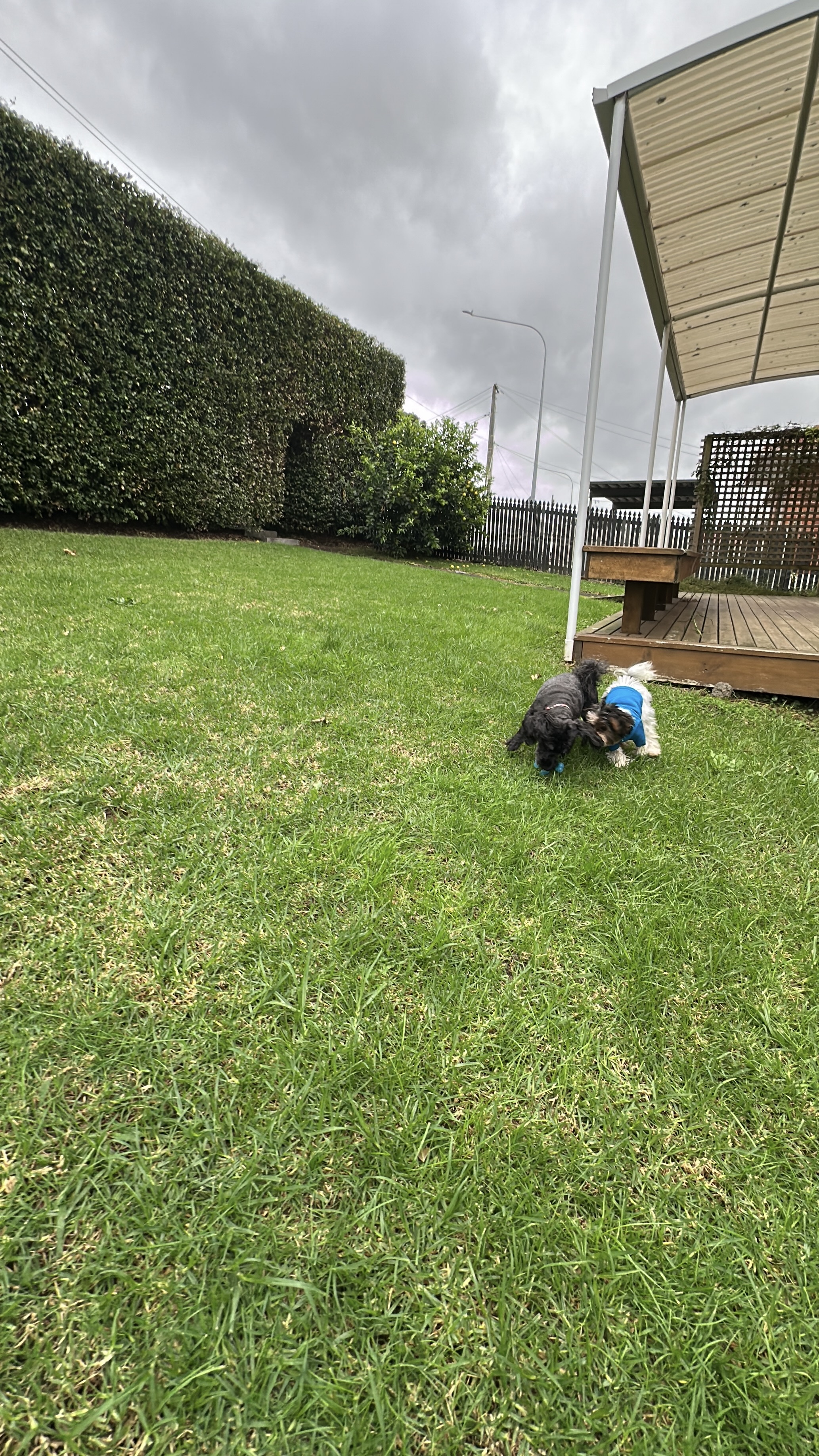 image-18