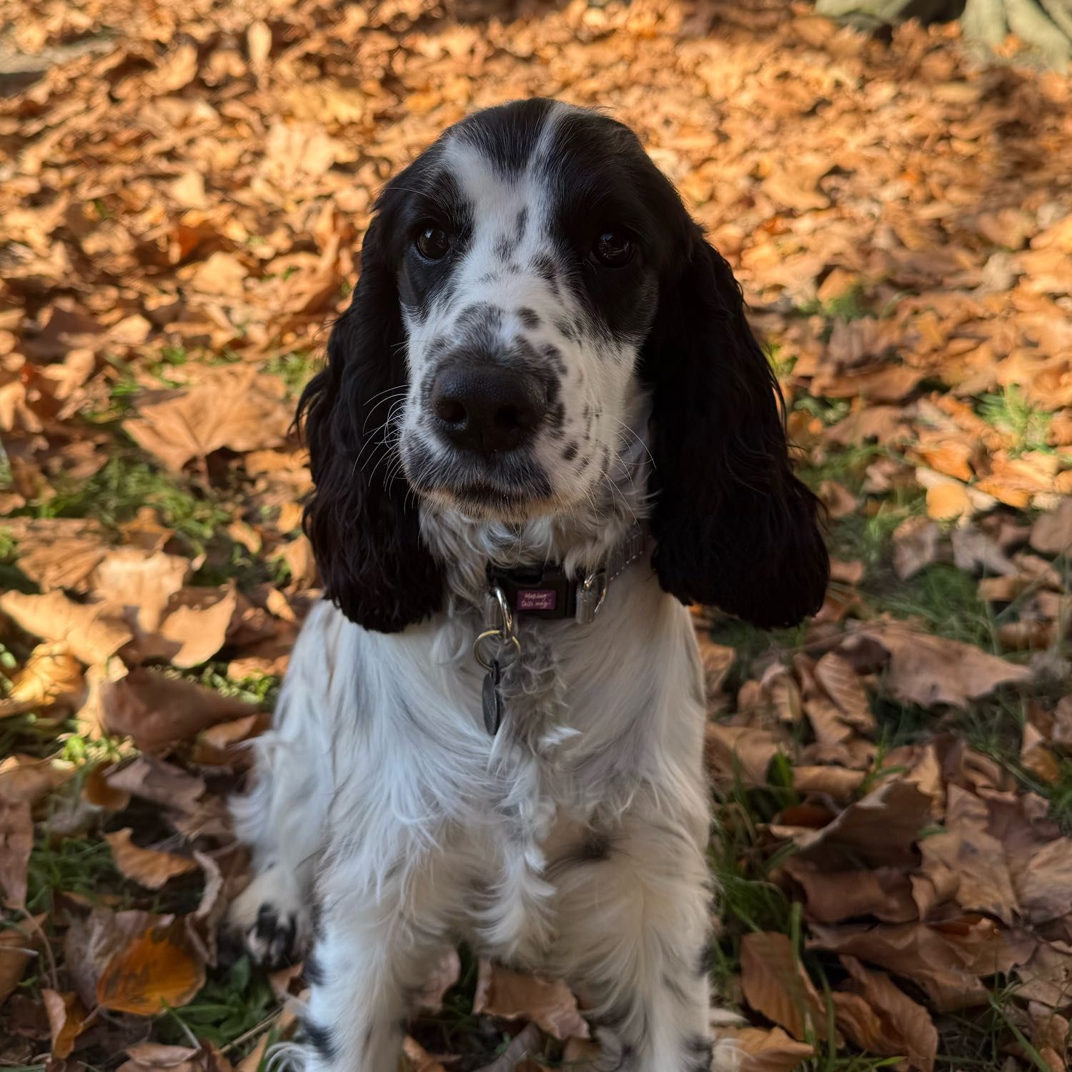 Millie