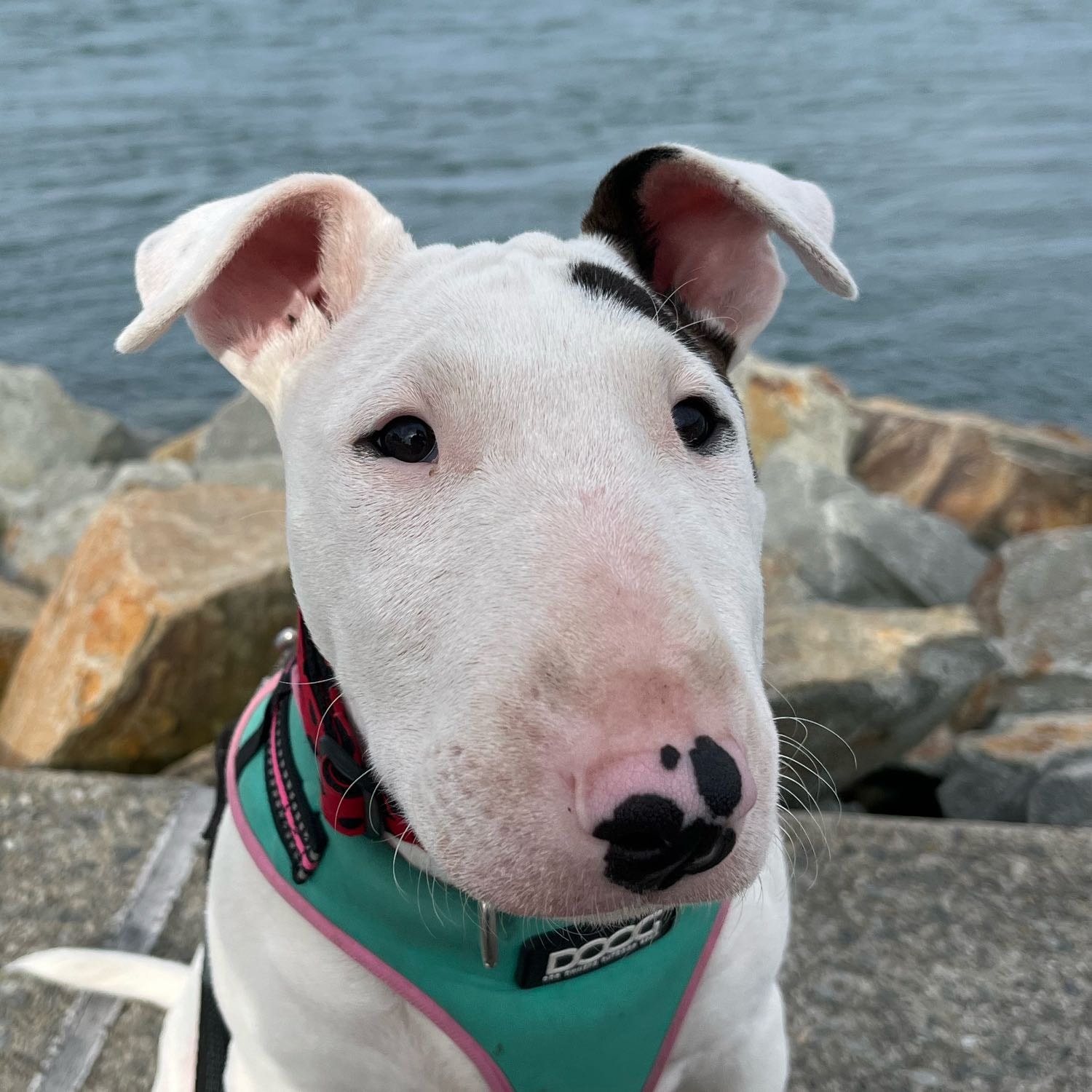 Joni