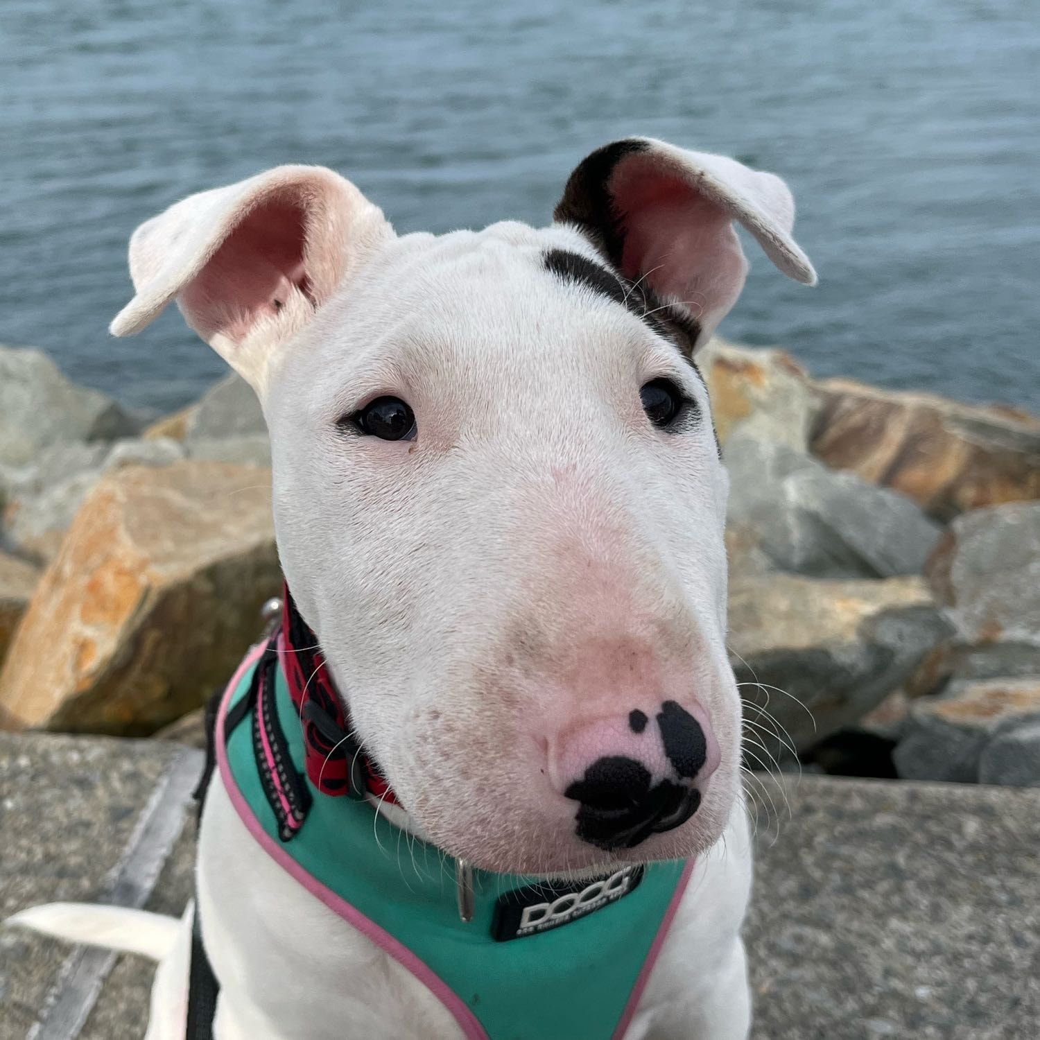 Joni