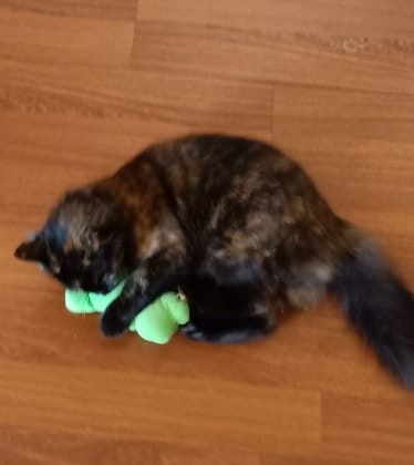 image-6