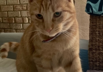 Cooper Mr Coops