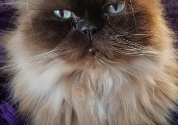 Duskei