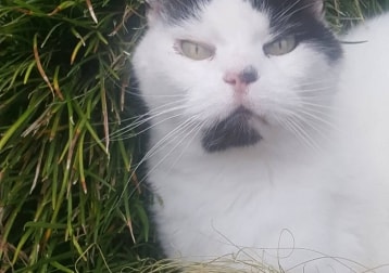 Inkee