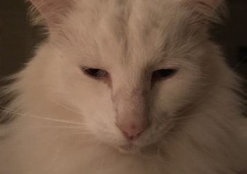 Bowie