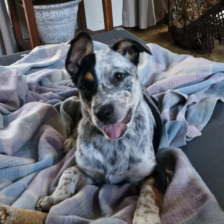 pepper
