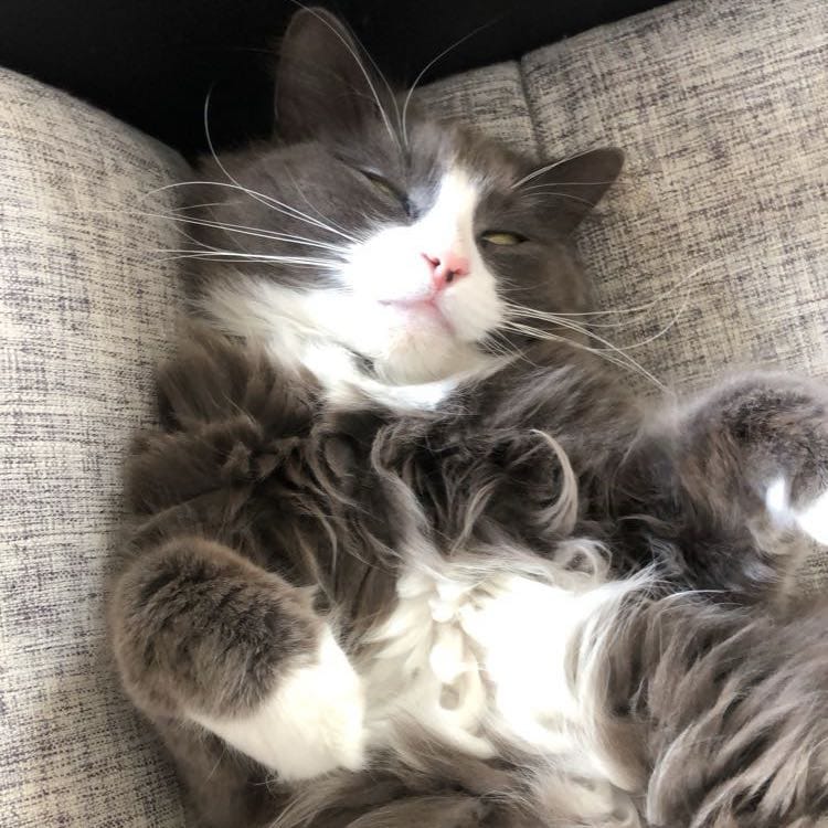 Simba
