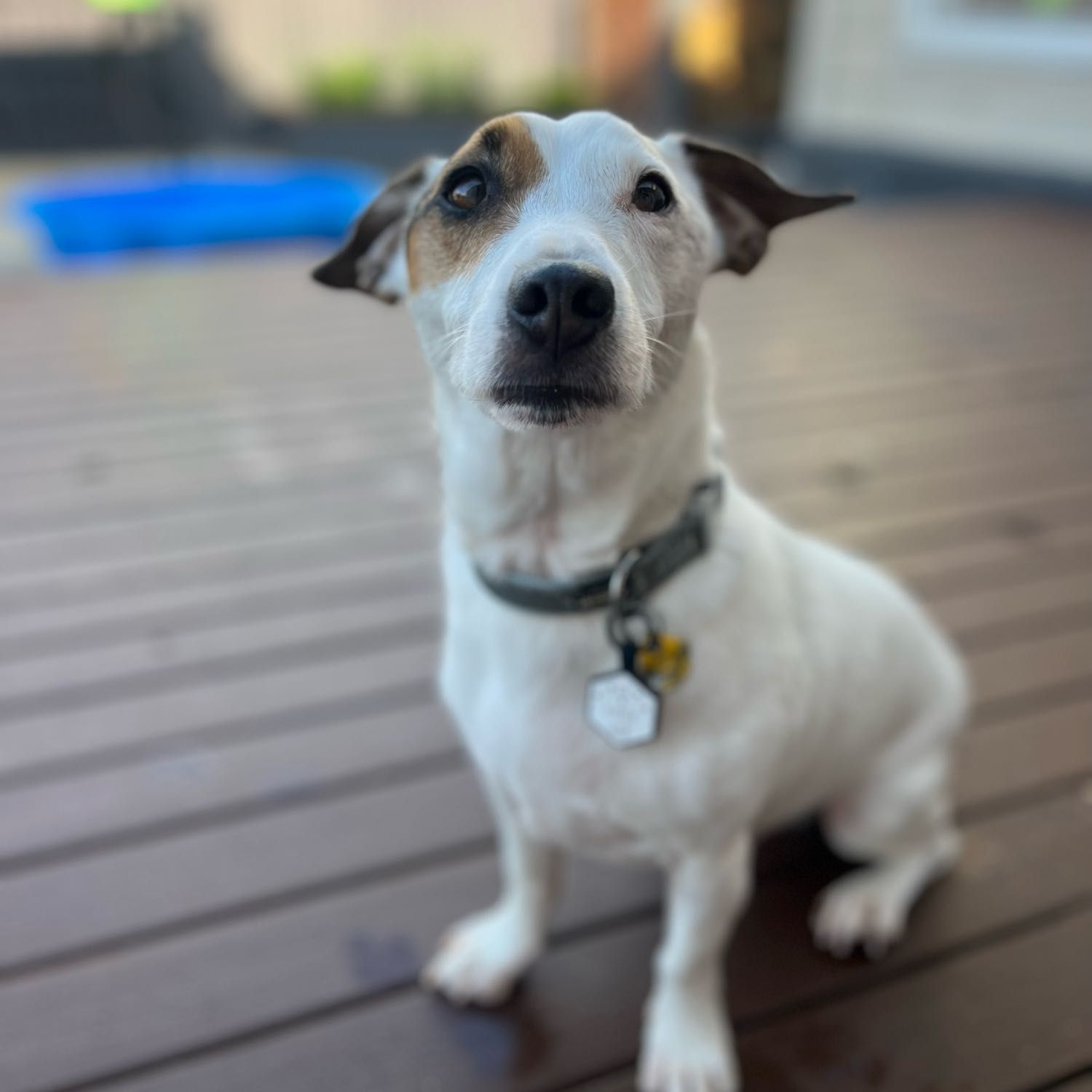 Chief
