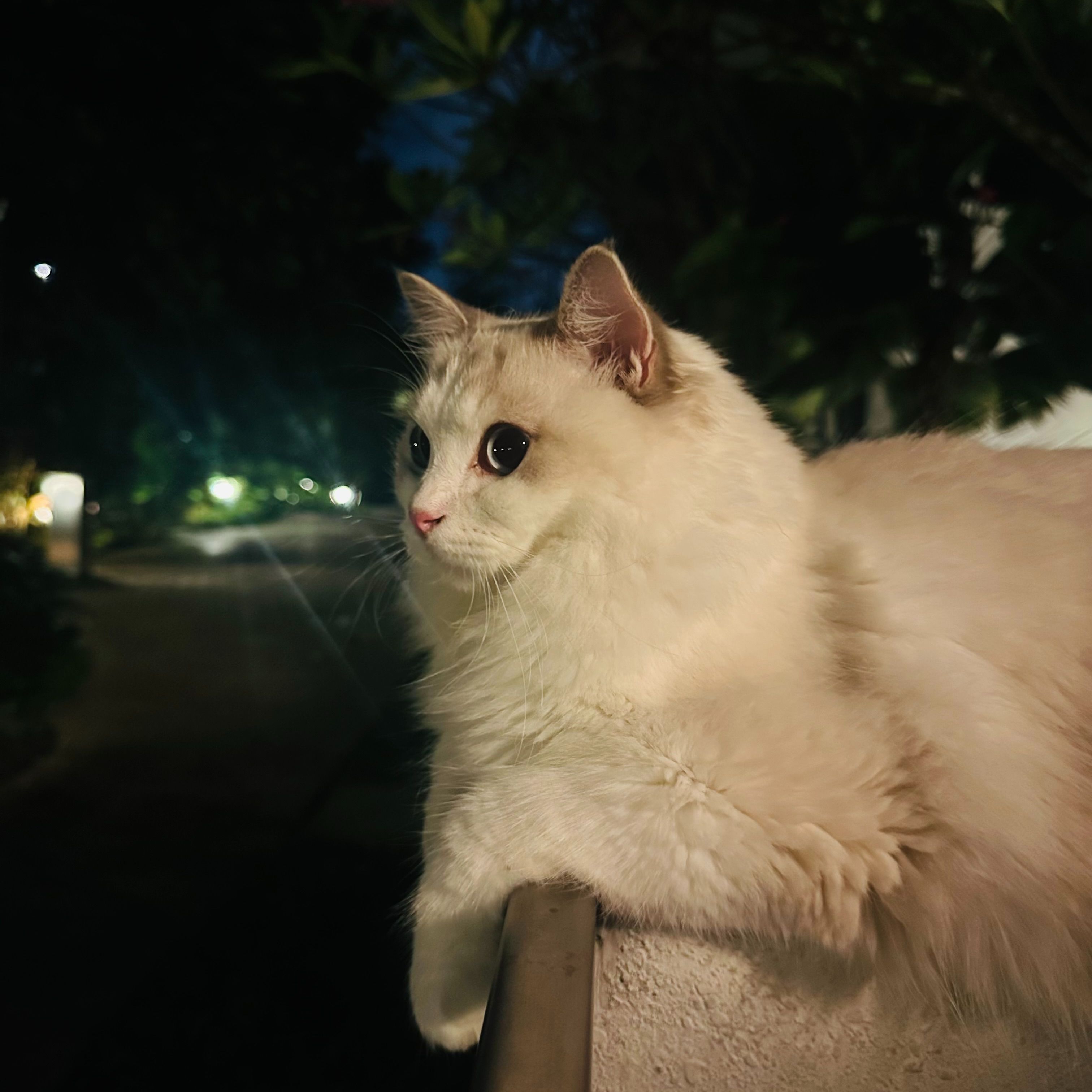 Haru