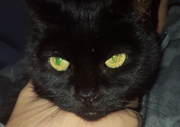 Lotti