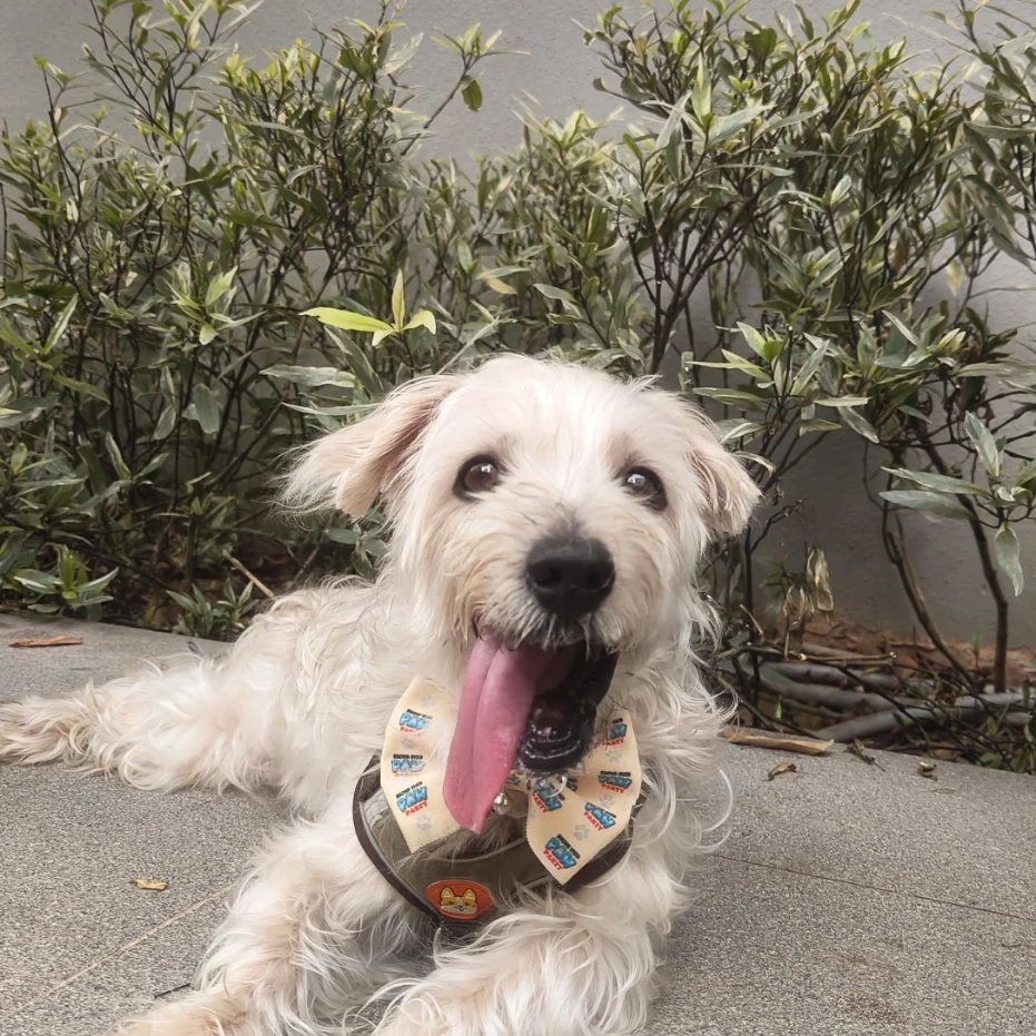 Dog