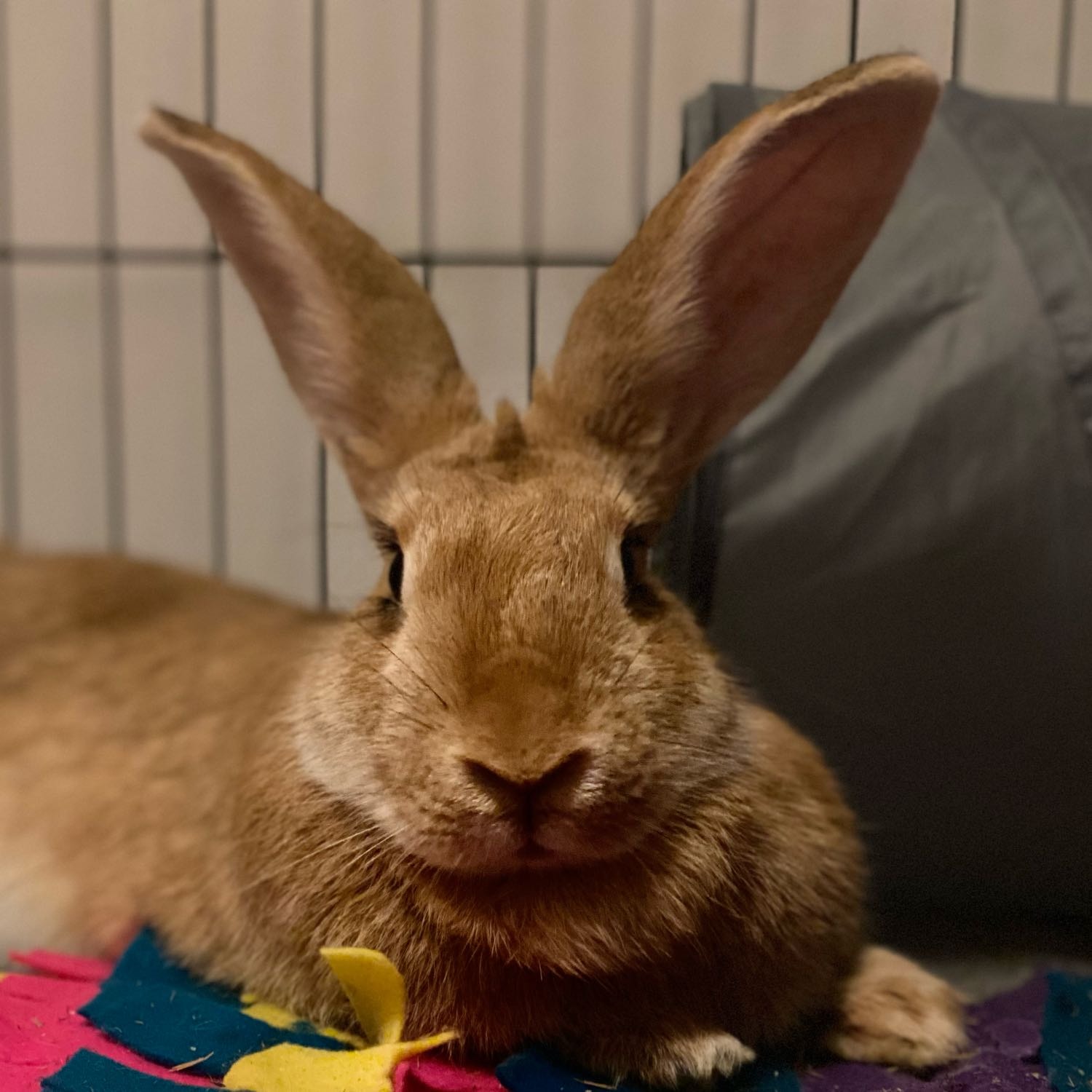 Gracie