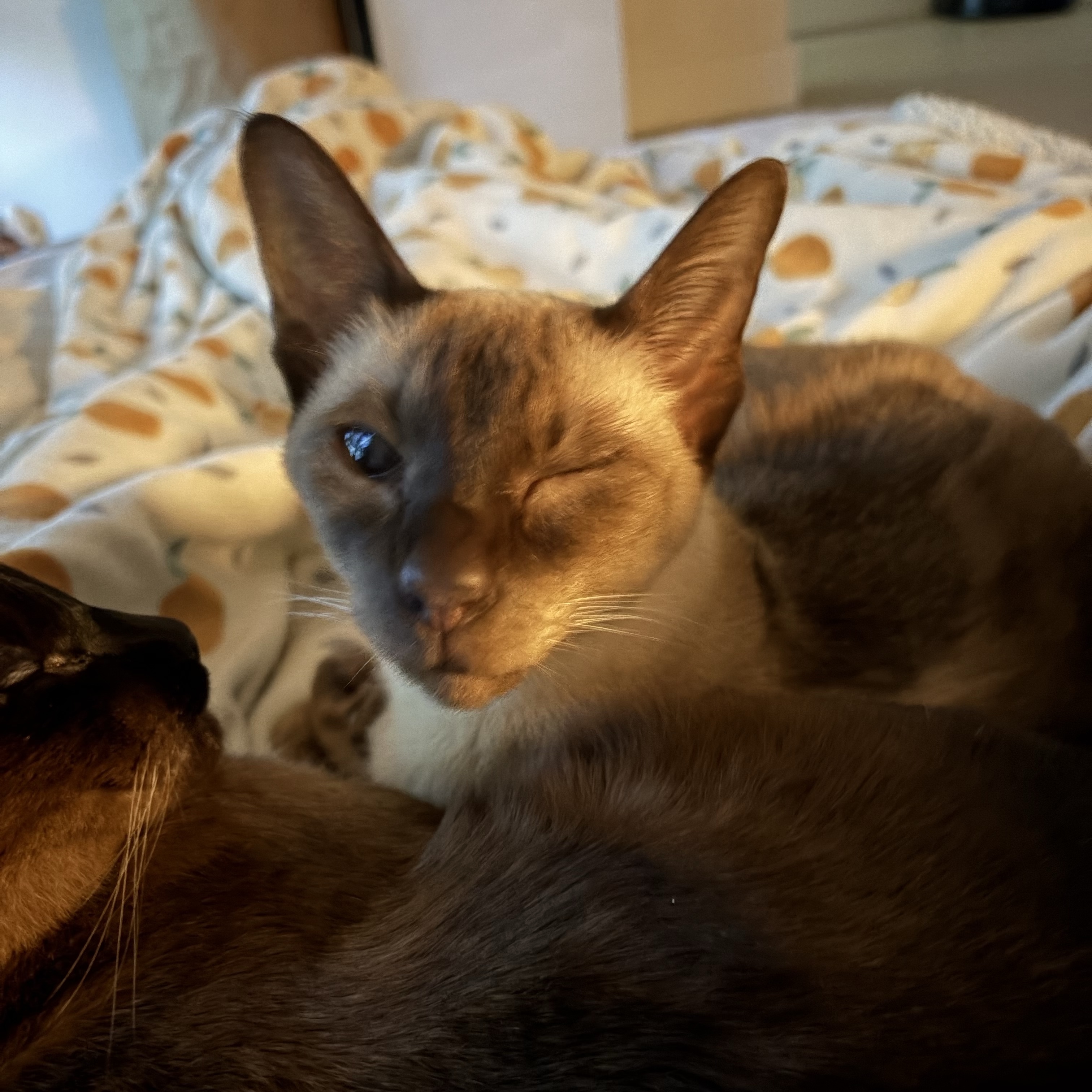 Lulu