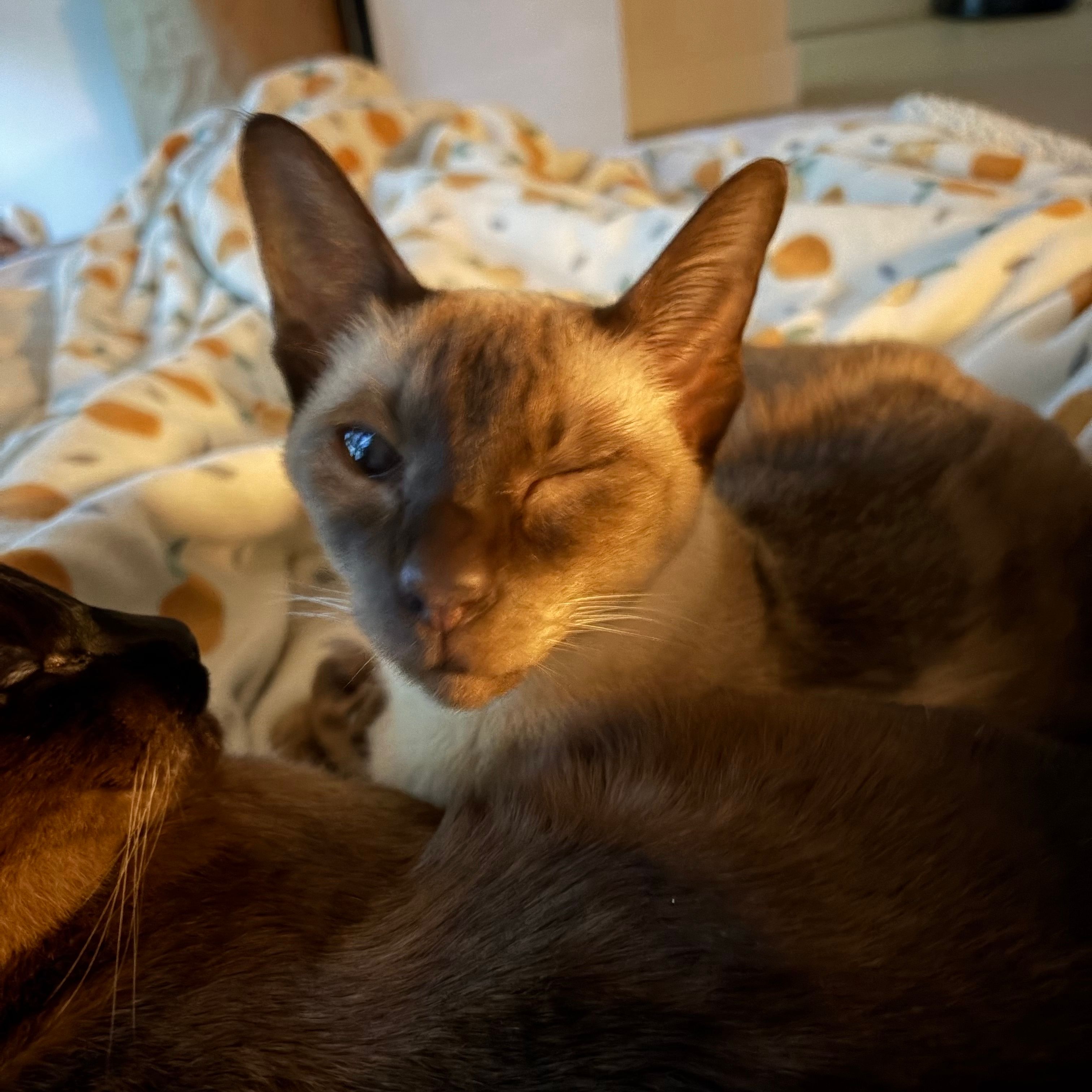 Lulu