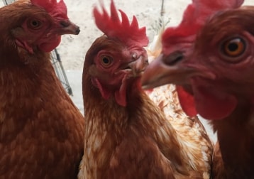 3 Lady Chickens