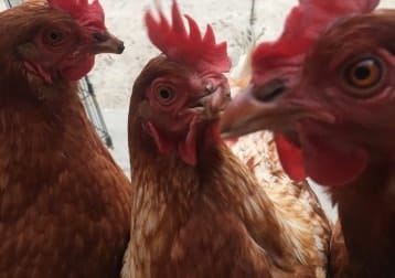3 Lady Chickens