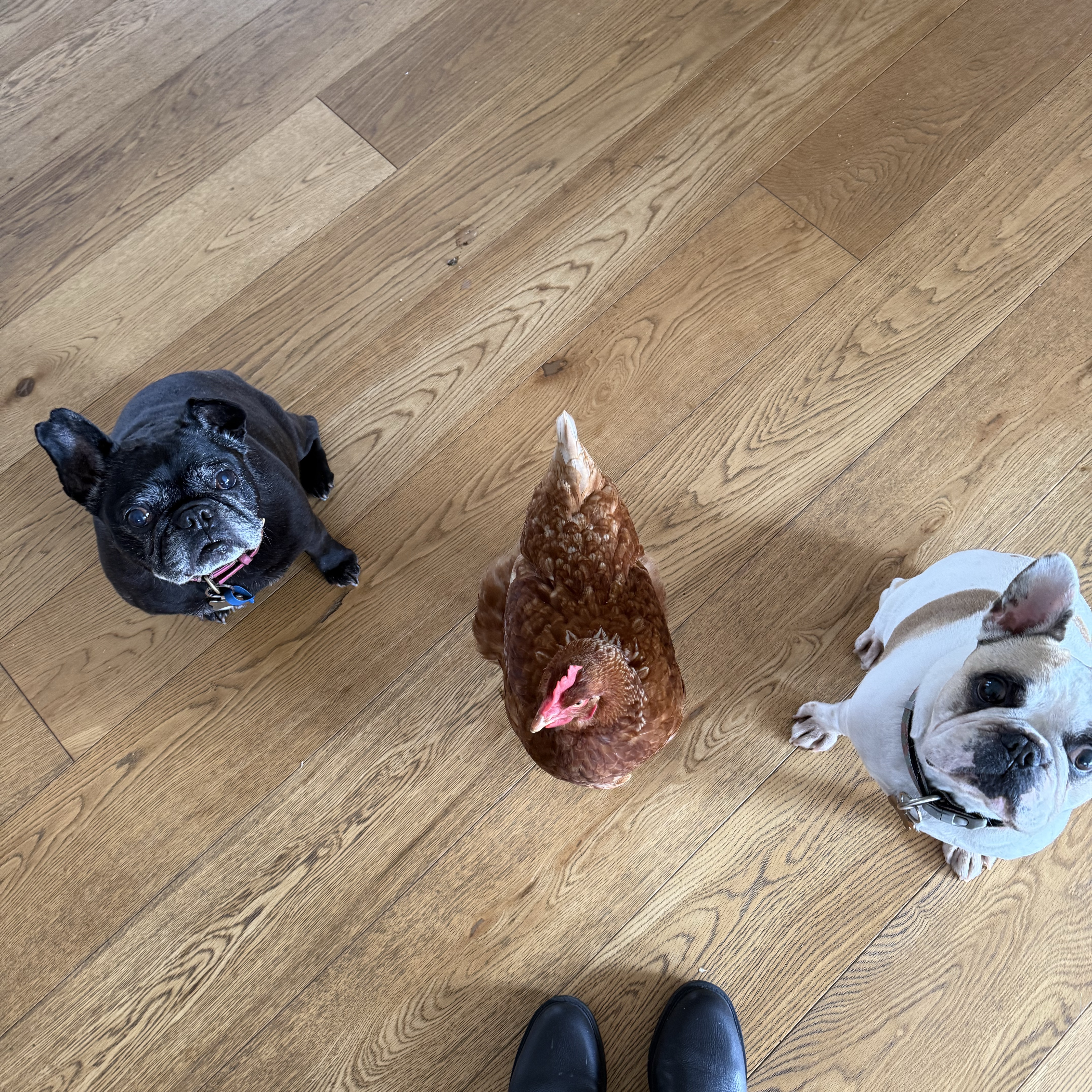 Miss Chicken 
