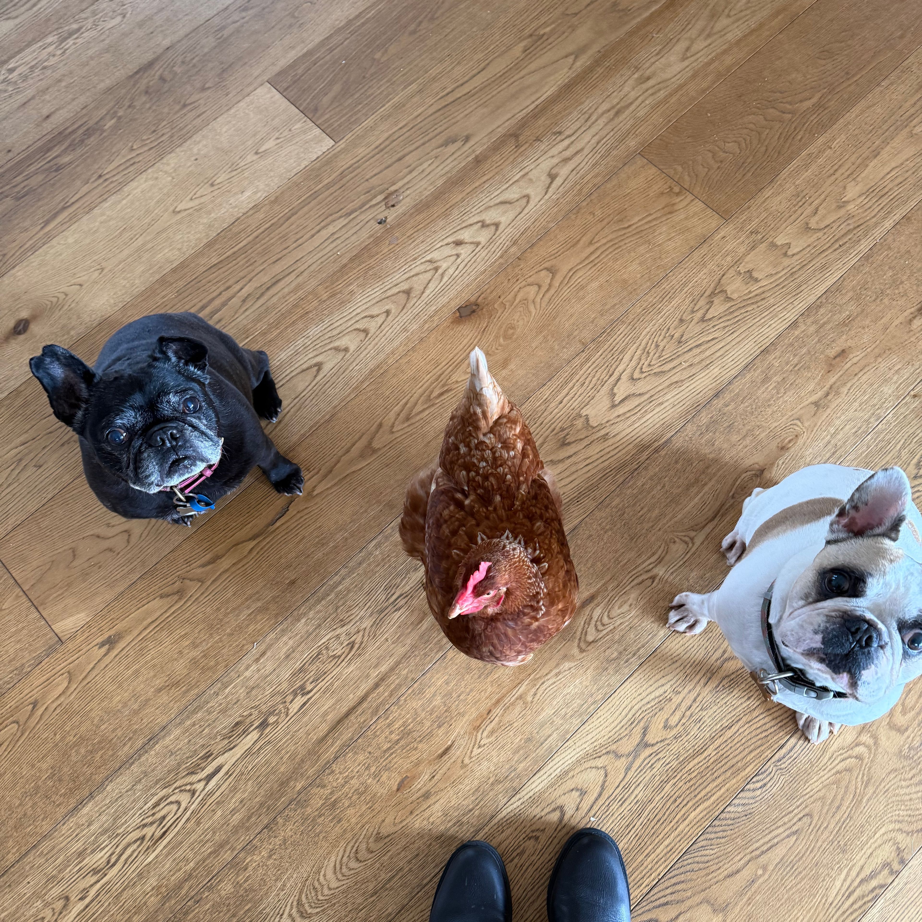 Miss Chicken