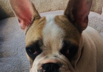 Coco