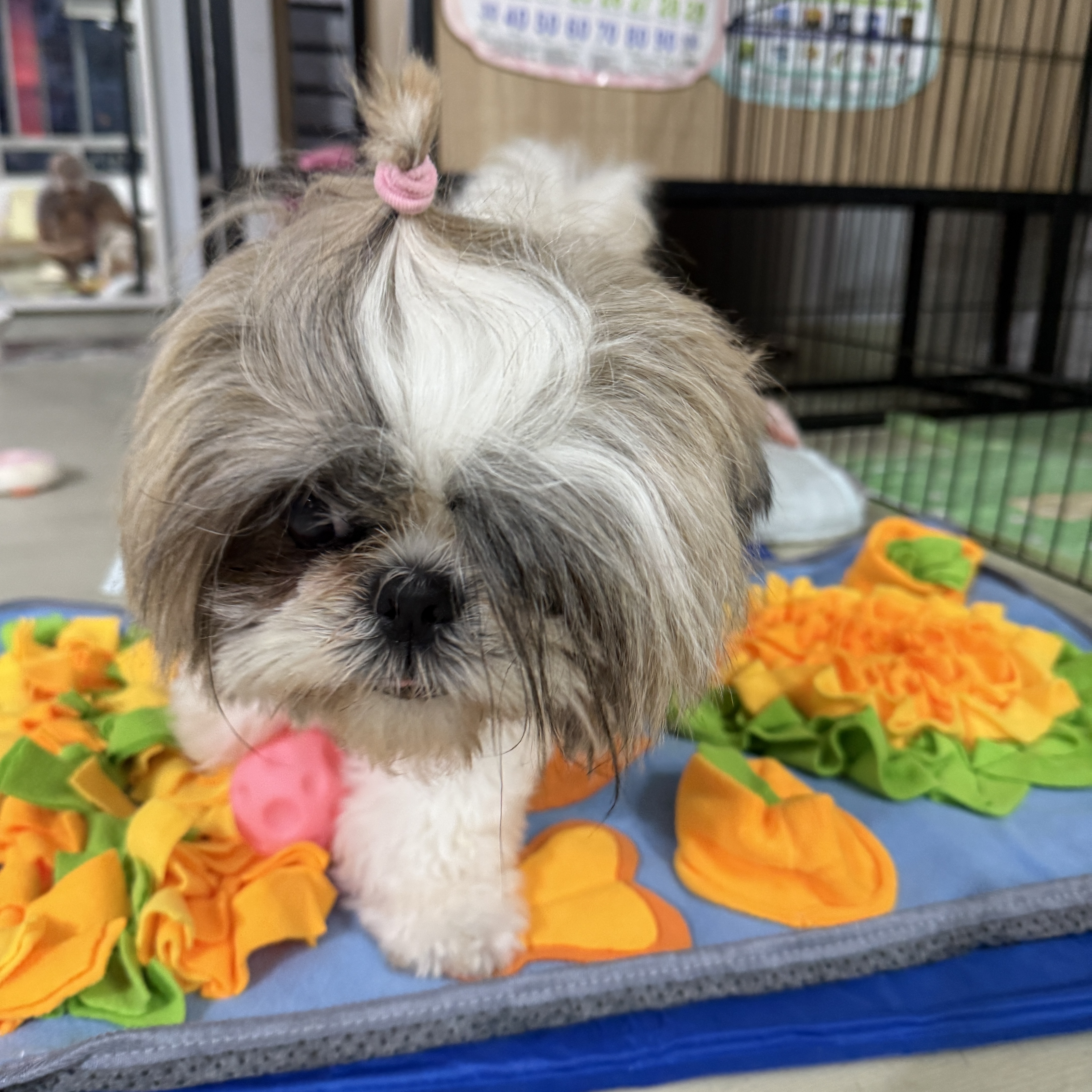 Daisy