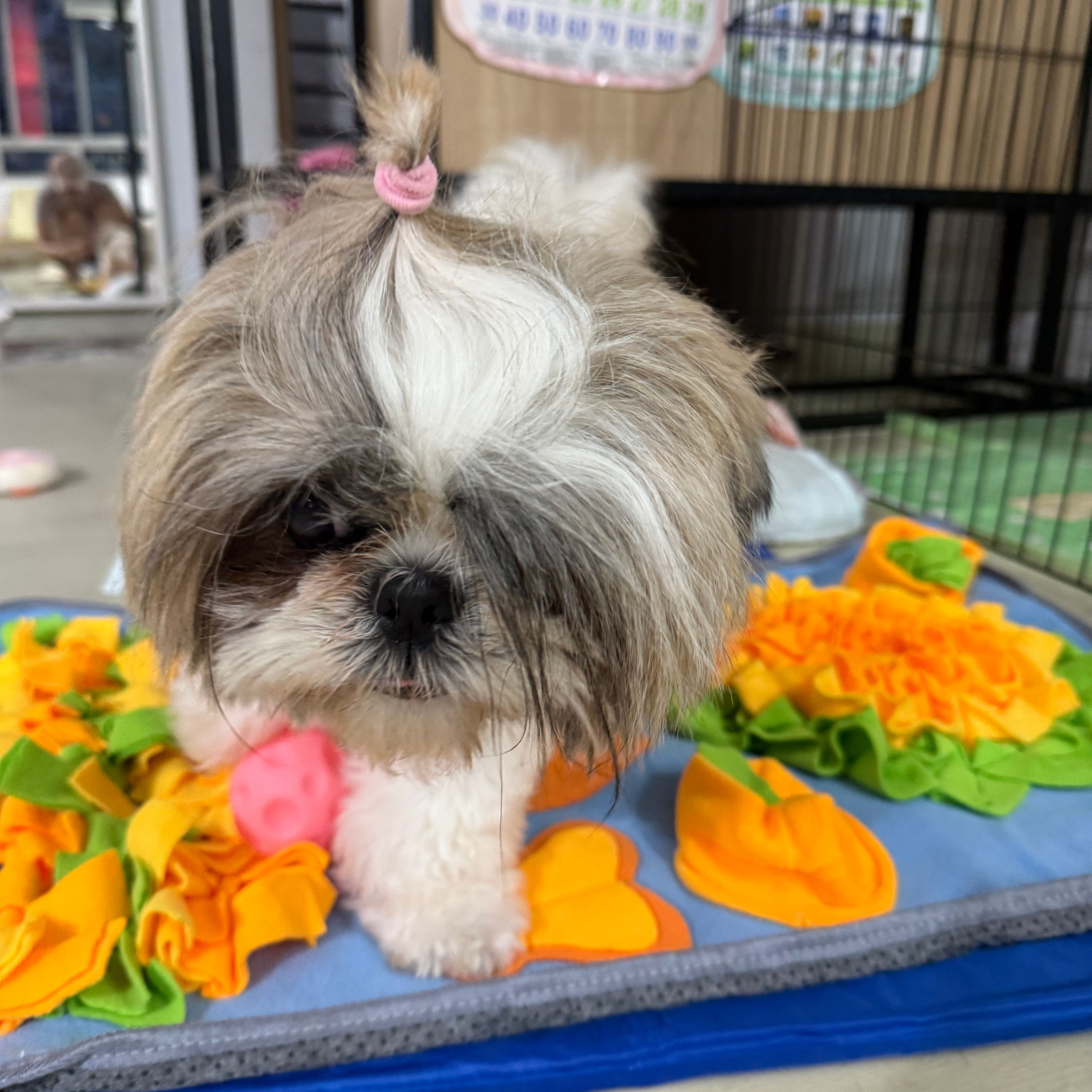 Daisy