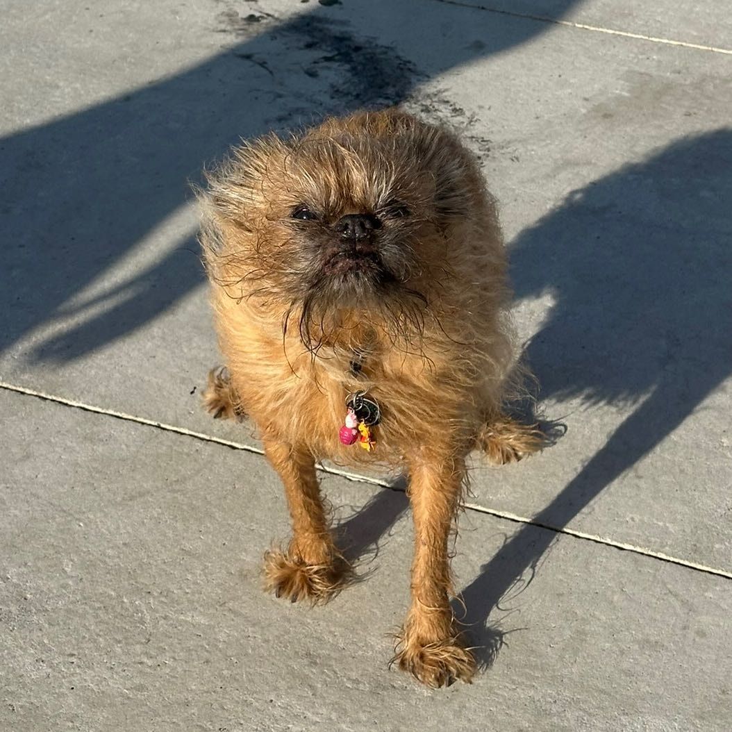 Louie