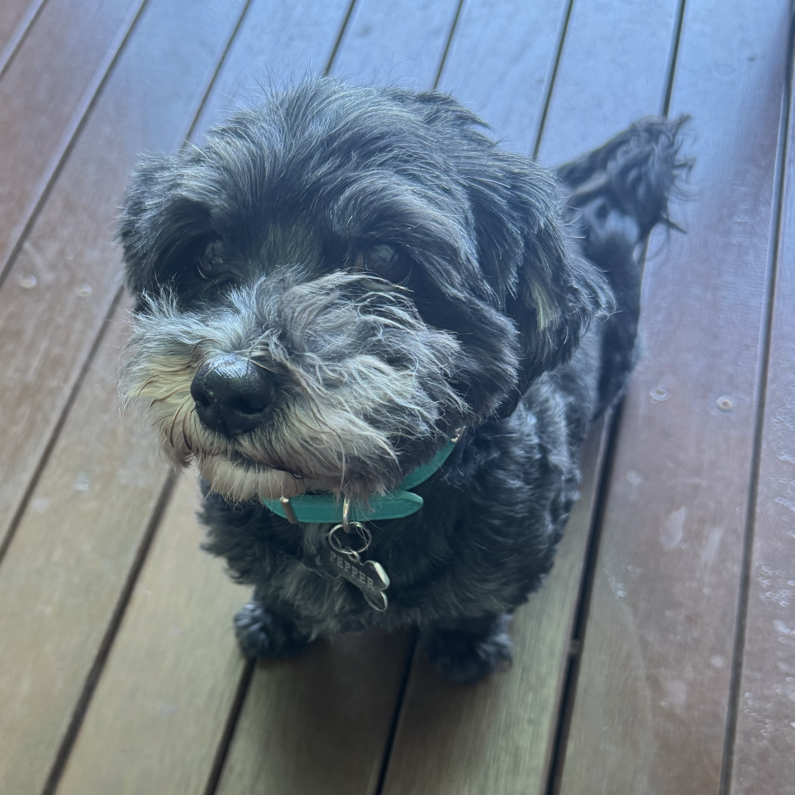 Pepper 
